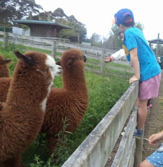 JULIANS BERRY FARM & CAFE WHAKATANE