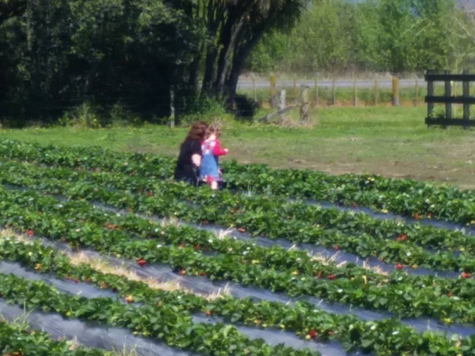 JULIANS BERRY FARM & CAFE WHAKATANE
