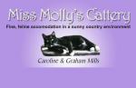 Miss Mollys Cattery Whakatane