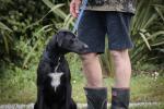 Kiwi Aversion Training for Dogs Whakatane