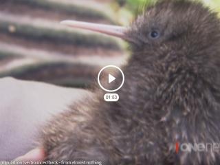 Whakatane Kiwi population on the rise