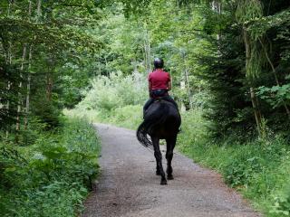 Horse Trekking Whakatane, New Zealand