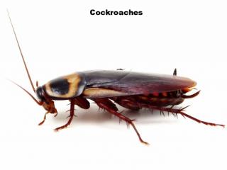 Cockroaches