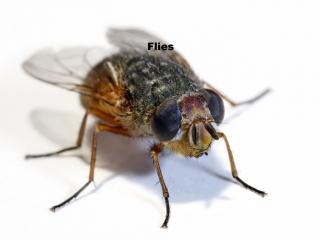 Flies