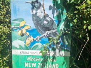 Karaka Berries Karaka Berries