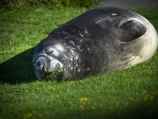 Momoa the Elephant Seal