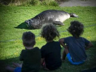 Momoa the Elephant Seal