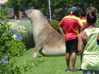 Momoa the Elephant Seal