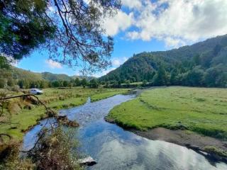 Stunning backdrop of New Zealand's native bush
