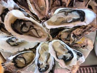 Oysters