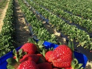 Pick your own Strawberries