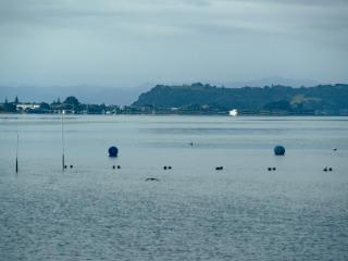 Tio Ōhiwa Oysters & Takeaways