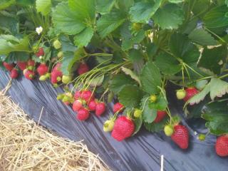 Fresh Strawberries Daily