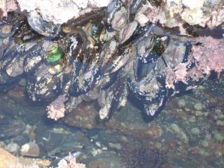 Mussels on the Rocks