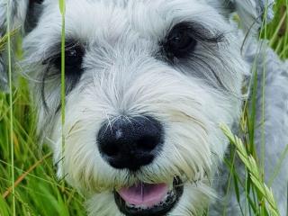 Whakatane Doggie Arvo Whakatane Doggie Arvo