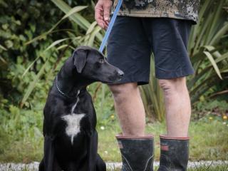 Kiwi Aversion Training for Dogs Whakatane