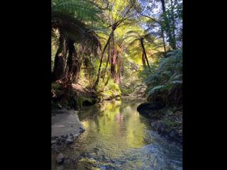 Beneath the Trees Mokorua Whakatane