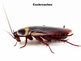Cockroaches