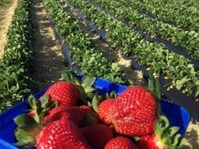 Pick your own Strawberries