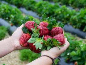 R N BEES BERRY ORCHARD WHAKATANE